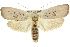  (Brachybelistis neomorpha - 11ANIC-11132)  @15 [ ] CreativeCommons - Attribution (2011) ANIC/CBG Photography Group Centre for Biodiversity Genomics