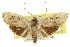  ( - 11ANIC-11133)  @11 [ ] CreativeCommons - Attribution (2011) ANIC/CBG Photography Group Centre for Biodiversity Genomics