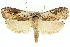  ( - 11ANIC-11139)  @15 [ ] CreativeCommons - Attribution (2011) ANIC/CBG Photography Group Centre for Biodiversity Genomics
