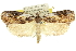  ( - 11ANIC-11141)  @15 [ ] CreativeCommons - Attribution (2011) ANIC/CBG Photography Group Centre for Biodiversity Genomics
