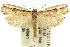 ( - 11ANIC-11144)  @14 [ ] CreativeCommons - Attribution (2011) ANIC/CBG Photography Group Centre for Biodiversity Genomics
