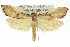  ( - 11ANIC-11159)  @14 [ ] CreativeCommons - Attribution (2011) ANIC/CBG Photography Group Centre for Biodiversity Genomics