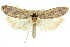  (Eporycta hiracopis - 11ANIC-11178)  @14 [ ] CreativeCommons - Attribution (2011) ANIC/CBG Photography Group Centre for Biodiversity Genomics