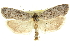  ( - 11ANIC-11180)  @11 [ ] CreativeCommons - Attribution (2011) ANIC/CBG Photography Group Centre for Biodiversity Genomics