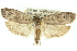  ( - 11ANIC-11183)  @13 [ ] CreativeCommons - Attribution (2011) ANIC/CBG Photography Group Centre for Biodiversity Genomics