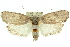  ( - 11ANIC-11202)  @15 [ ] CreativeCommons - Attribution (2011) ANIC/CBG Photography Group Centre for Biodiversity Genomics