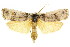  ( - 11ANIC-11219)  @11 [ ] CreativeCommons - Attribution (2011) ANIC/CBG Photography Group Centre for Biodiversity Genomics