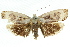  ( - 11ANIC-11243)  @12 [ ] CreativeCommons - Attribution (2011) ANIC/CBG Photography Group Centre for Biodiversity Genomics