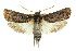  ( - 11ANIC-11267)  @14 [ ] CreativeCommons - Attribution (2011) ANIC/CBG Photography Group Centre for Biodiversity Genomics