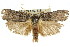  ( - 11ANIC-11280)  @13 [ ] CreativeCommons - Attribution (2011) ANIC/CBG Photography Group Centre for Biodiversity Genomics