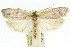  (Eporycta sp. ANIC2 - 11ANIC-11295)  @13 [ ] CreativeCommons - Attribution (2011) ANIC/CBG Photography Group Centre for Biodiversity Genomics