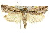  ( - 11ANIC-11298)  @13 [ ] CreativeCommons - Attribution (2011) ANIC/CBG Photography Group Centre for Biodiversity Genomics