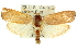  ( - 11ANIC-11307)  @12 [ ] CreativeCommons - Attribution (2011) ANIC/CBG Photography Group Centre for Biodiversity Genomics