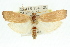  ( - 11ANIC-11309)  @13 [ ] CreativeCommons - Attribution (2011) ANIC/CBG Photography Group Centre for Biodiversity Genomics