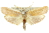  ( - 11ANIC-11311)  @15 [ ] CreativeCommons - Attribution (2011) ANIC/CBG Photography Group Centre for Biodiversity Genomics