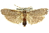  ( - 11ANIC-11322)  @15 [ ] CreativeCommons - Attribution (2011) ANIC/CBG Photography Group Centre for Biodiversity Genomics