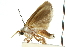  ( - 11ANIC-11326)  @13 [ ] CreativeCommons - Attribution (2011) ANIC/CBG Photography Group Centre for Biodiversity Genomics