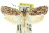  ( - 11ANIC-11335)  @13 [ ] CreativeCommons - Attribution (2011) ANIC/CBG Photography Group Centre for Biodiversity Genomics