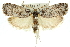 ( - 11ANIC-11342)  @13 [ ] CreativeCommons - Attribution (2011) ANIC/CBG Photography Group Centre for Biodiversity Genomics