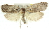  ( - 11ANIC-11343)  @12 [ ] CreativeCommons - Attribution (2011) ANIC/CBG Photography Group Centre for Biodiversity Genomics