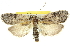  ( - 11ANIC-11344)  @12 [ ] CreativeCommons - Attribution (2011) ANIC/CBG Photography Group Centre for Biodiversity Genomics