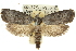  ( - 11ANIC-11351)  @14 [ ] CreativeCommons - Attribution (2011) ANIC/CBG Photography Group Centre for Biodiversity Genomics