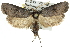  ( - 11ANIC-11352)  @13 [ ] CreativeCommons - Attribution (2011) ANIC/CBG Photography Group Centre for Biodiversity Genomics