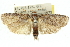 ( - 11ANIC-11363)  @13 [ ] CreativeCommons - Attribution (2011) ANIC/CBG Photography Group Centre for Biodiversity Genomics