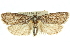  ( - 11ANIC-11365)  @13 [ ] CreativeCommons - Attribution (2011) ANIC/CBG Photography Group Centre for Biodiversity Genomics