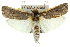  ( - 11ANIC-11367)  @14 [ ] CreativeCommons - Attribution (2011) ANIC/CBG Photography Group Centre for Biodiversity Genomics