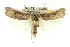  ( - 11ANIC-11369)  @14 [ ] CreativeCommons - Attribution (2011) ANIC/CBG Photography Group Centre for Biodiversity Genomics