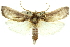  ( - 11ANIC-11370)  @12 [ ] CreativeCommons - Attribution (2011) ANIC/CBG Photography Group Centre for Biodiversity Genomics