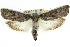  ( - 11ANIC-11371)  @13 [ ] CreativeCommons - Attribution (2011) ANIC/CBG Photography Group Centre for Biodiversity Genomics