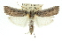  ( - 11ANIC-11374)  @14 [ ] CreativeCommons - Attribution (2011) ANIC/CBG Photography Group Centre for Biodiversity Genomics