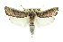  ( - 11ANIC-11375)  @13 [ ] CreativeCommons - Attribution (2011) ANIC/CBG Photography Group Centre for Biodiversity Genomics