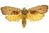  ( - 11ANIC-11381)  @14 [ ] CreativeCommons - Attribution (2011) ANIC/CBG Photography Group Centre for Biodiversity Genomics