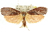  ( - 11ANIC-11385)  @11 [ ] CreativeCommons - Attribution (2011) ANIC/CBG Photography Group Centre for Biodiversity Genomics