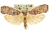  ( - 11ANIC-11386)  @14 [ ] CreativeCommons - Attribution (2011) ANIC/CBG Photography Group Centre for Biodiversity Genomics