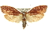  ( - 11ANIC-11410)  @11 [ ] CreativeCommons - Attribution (2011) ANIC/CBG Photography Group Centre for Biodiversity Genomics