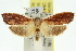  ( - 11ANIC-11411)  @13 [ ] CreativeCommons - Attribution (2011) ANIC/CBG Photography Group Centre for Biodiversity Genomics