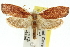  ( - 11ANIC-11414)  @14 [ ] CreativeCommons - Attribution (2011) ANIC/CBG Photography Group Centre for Biodiversity Genomics