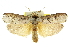 ( - 11ANIC-11422)  @15 [ ] CreativeCommons - Attribution (2011) ANIC/CBG Photography Group Centre for Biodiversity Genomics