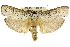  ( - 11ANIC-11424)  @13 [ ] CreativeCommons - Attribution (2011) ANIC/CBG Photography Group Centre for Biodiversity Genomics