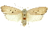  ( - 11ANIC-11442)  @11 [ ] CreativeCommons - Attribution (2011) ANIC/CBG Photography Group Centre for Biodiversity Genomics