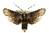  ( - 11ANIC-11478)  @15 [ ] CreativeCommons - Attribution (2011) ANIC/CBG Photography Group Centre for Biodiversity Genomics