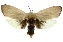  ( - 11ANIC-11481)  @15 [ ] CreativeCommons - Attribution (2011) ANIC/CBG Photography Group Centre for Biodiversity Genomics