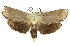  ( - 11ANIC-11484)  @13 [ ] CreativeCommons - Attribution (2011) ANIC/CBG Photography Group Centre for Biodiversity Genomics