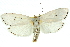  ( - 11ANIC-11498)  @15 [ ] CreativeCommons - Attribution (2011) ANIC/CBG Photography Group Centre for Biodiversity Genomics