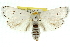  ( - 11ANIC-11508)  @15 [ ] CreativeCommons - Attribution (2011) ANIC/CBG Photography Group Centre for Biodiversity Genomics