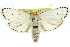  ( - 11ANIC-11509)  @15 [ ] CreativeCommons - Attribution (2011) ANIC/CBG Photography Group Centre for Biodiversity Genomics